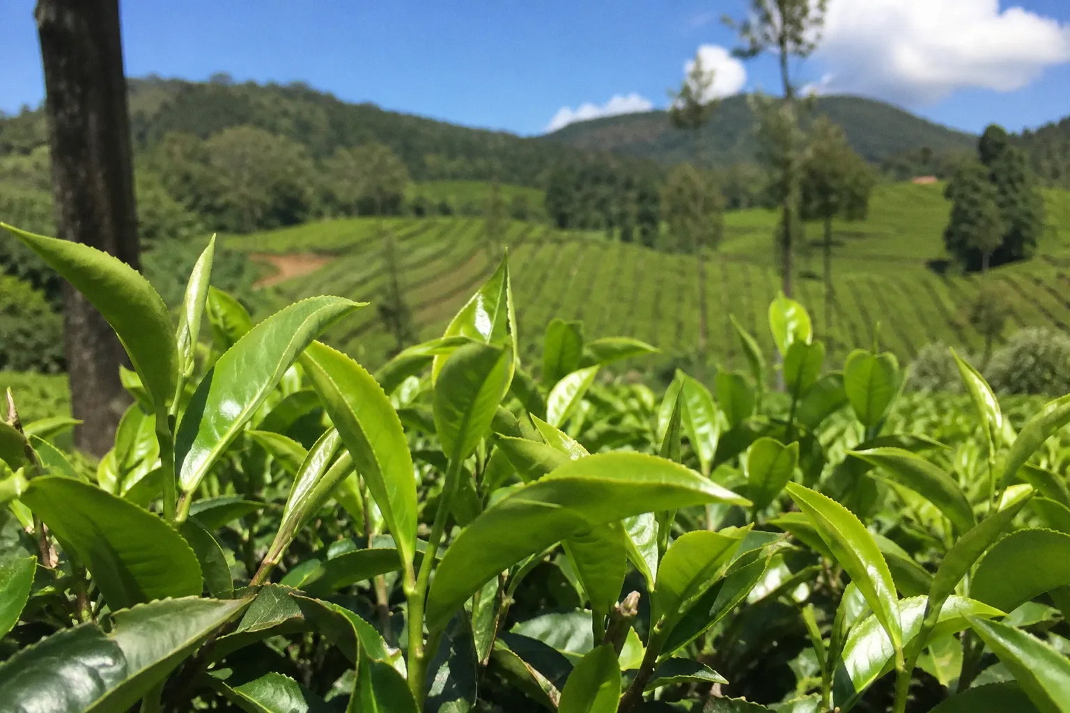 Le marché des polyphénols de thé en pleine mutation : vers 943 millions de dollars d'ici 2035